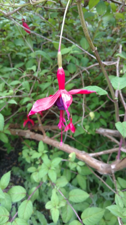 Fuchsia spp plantplacesimage20161214_131250.jpg