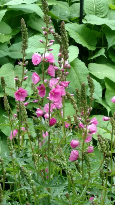 Sidalcea spp plantplacesimage20161214_131732.jpg