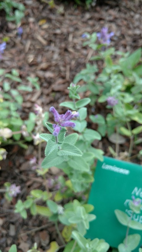 Nepeta racemosa plantplacesimage20161214_132104.jpg