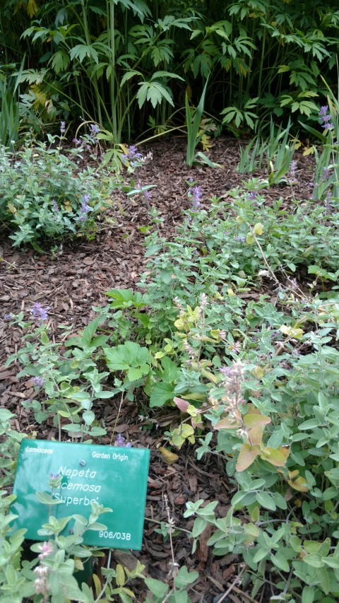 Nepeta racemosa plantplacesimage20161214_132123.jpg