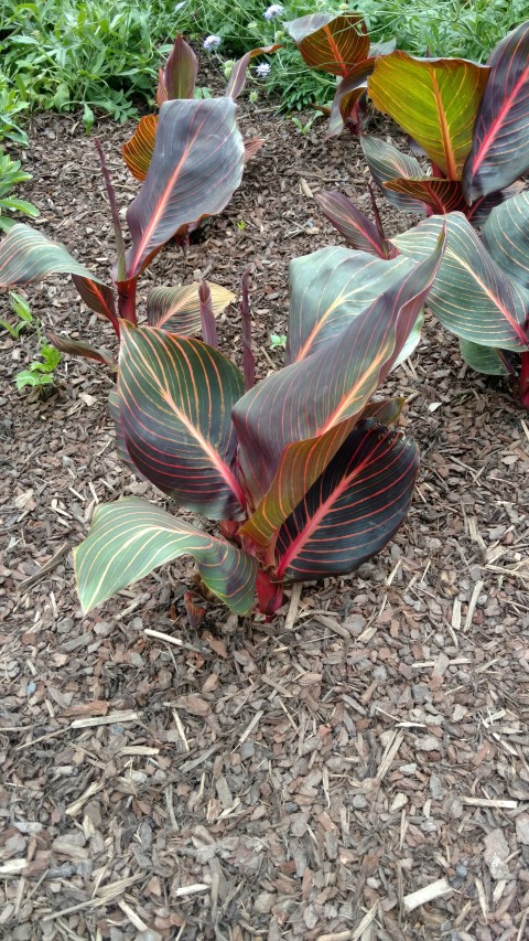 Canna x generalis plantplacesimage20161214_132301.jpg