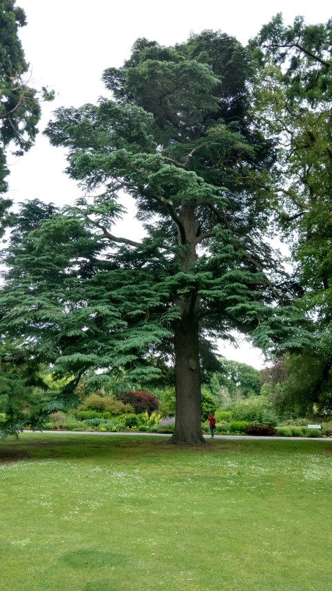 Cedrus atlantica plantplacesimage20161214_132518.jpg