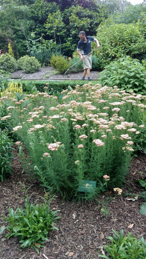 Achillea spp plantplacesimage20161214_132809.jpg