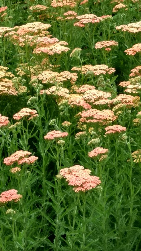 Achillea spp plantplacesimage20161214_132819.jpg