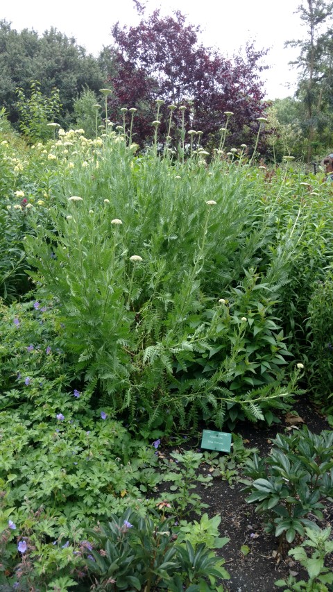 Agastache spp plantplacesimage20161214_133057.jpg