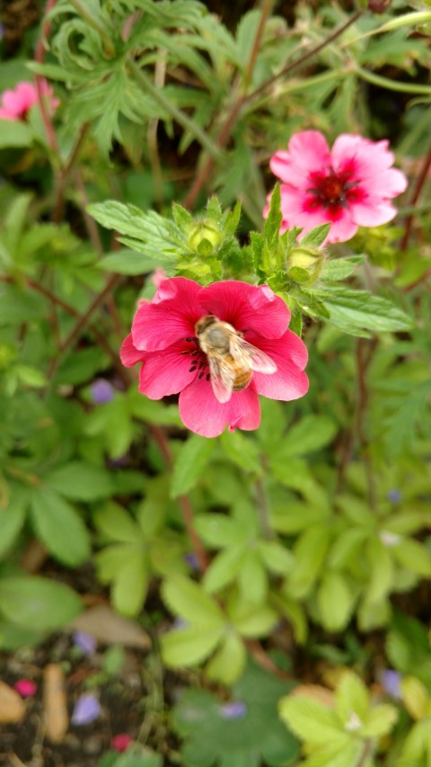 Potentilla nepalensis plantplacesimage20161214_133303.jpg