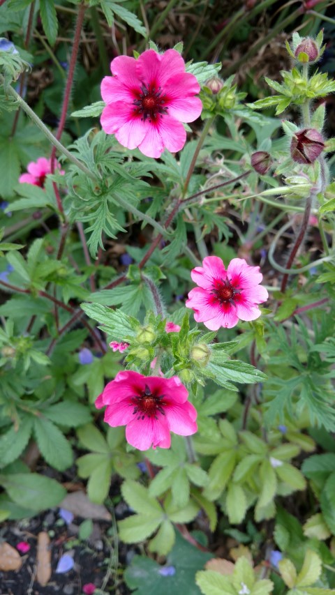 Potentilla nepalensis plantplacesimage20161214_133324.jpg