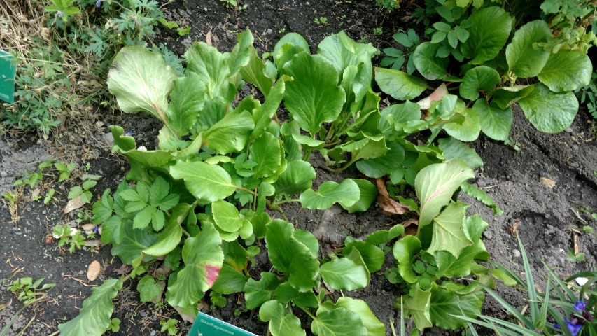 Bergenia crassifolia plantplacesimage20161214_133515.jpg