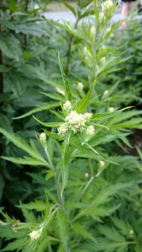 Artemisia lactiflora plantplacesimage20161214_133807.jpg