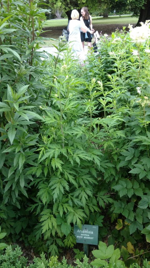 Artemisia lactiflora plantplacesimage20161214_133817.jpg