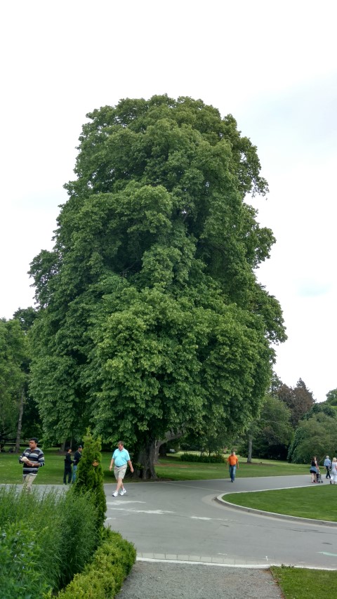 Tilia europaea plantplacesimage20161214_134051.jpg