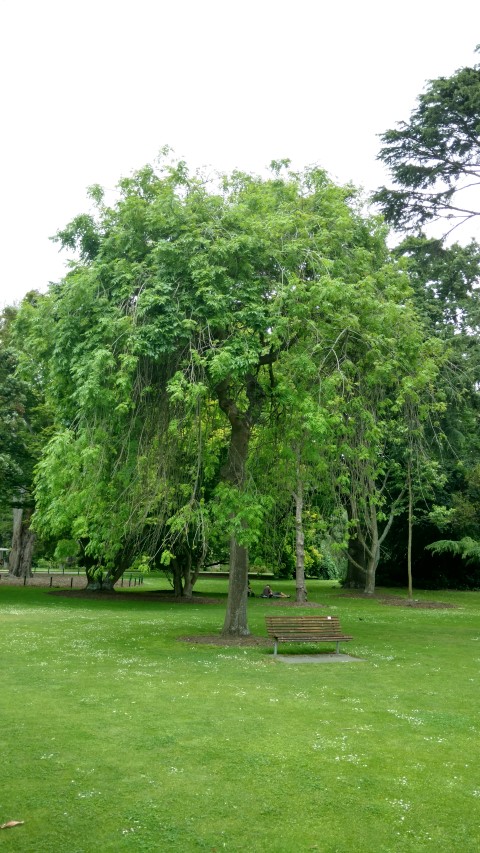 Fraxinus excelsior plantplacesimage20161214_134450.jpg