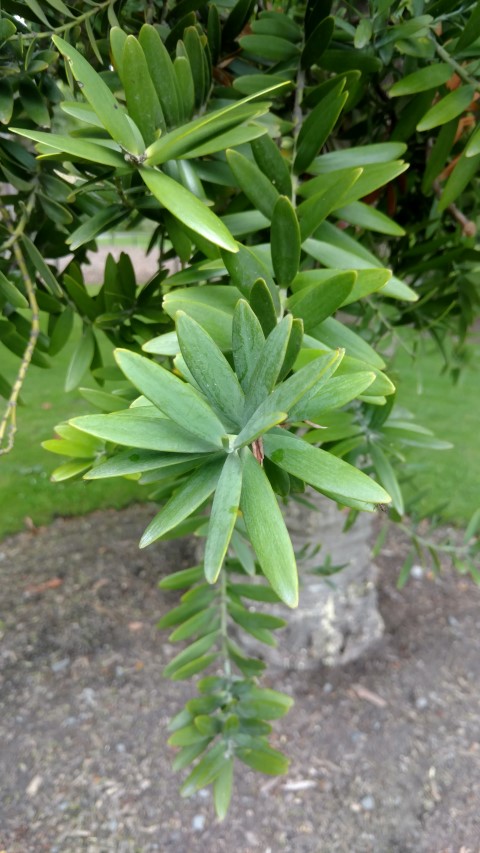 Agatha australis plantplacesimage20161214_134601.jpg