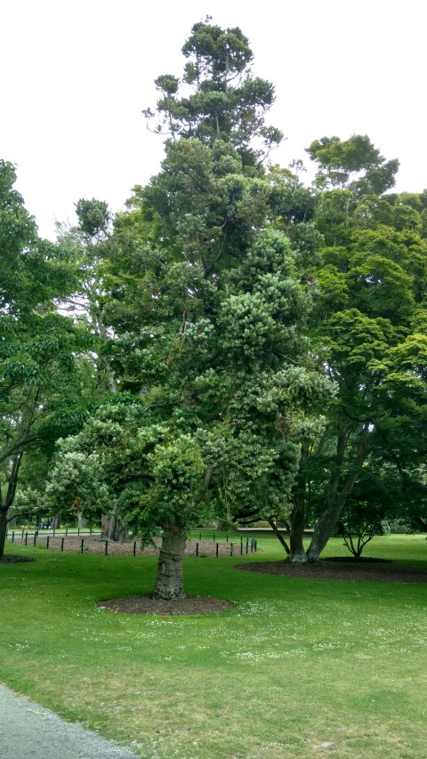 Agatha australis plantplacesimage20161214_134611.jpg