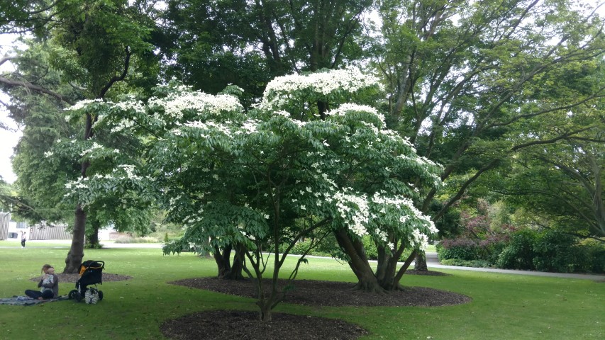 Cornus florida plantplacesimage20161214_134826.jpg