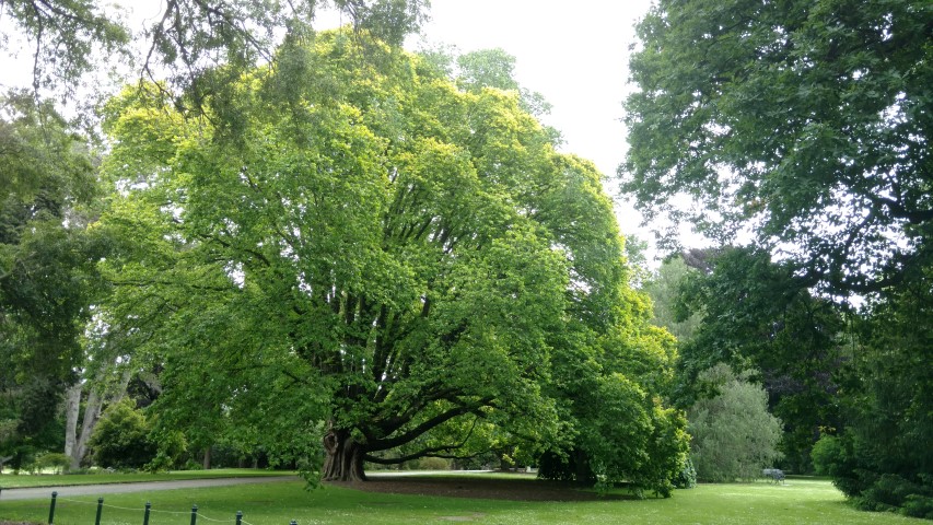 Ulmus minor plantplacesimage20161214_135043.jpg