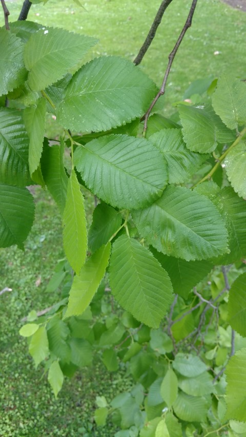 Ulmus minor plantplacesimage20161214_135110.jpg