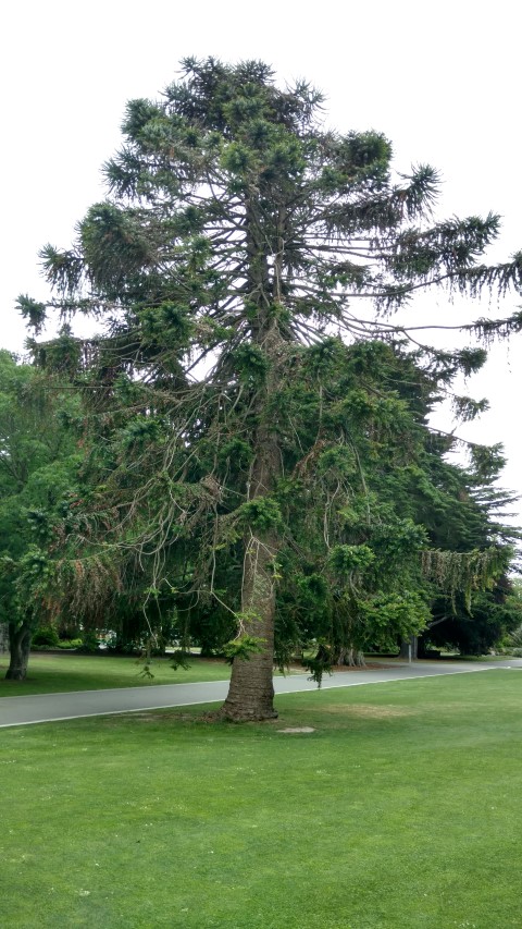 Araucaria bidwillii plantplacesimage20161214_135626.jpg