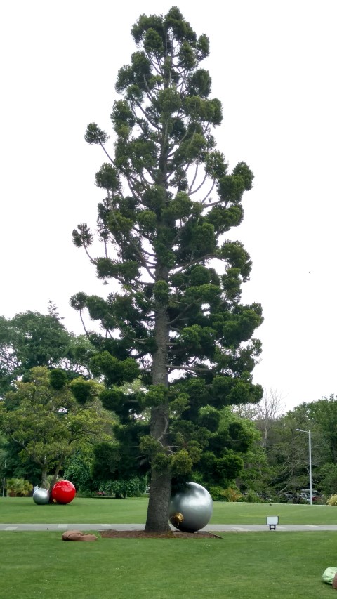 Araucaria cunninghamii plantplacesimage20161214_135721.jpg