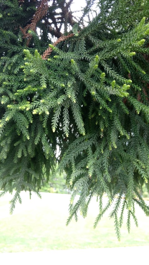 Araucaria cunninghamii plantplacesimage20161214_135854.jpg