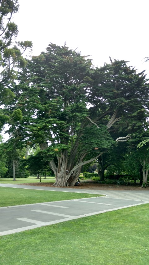 Cupressus macrocarpa plantplacesimage20161214_135907.jpg