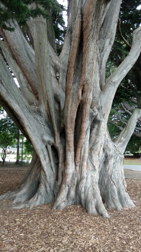 Cupressus macrocarpa plantplacesimage20161214_140044.jpg