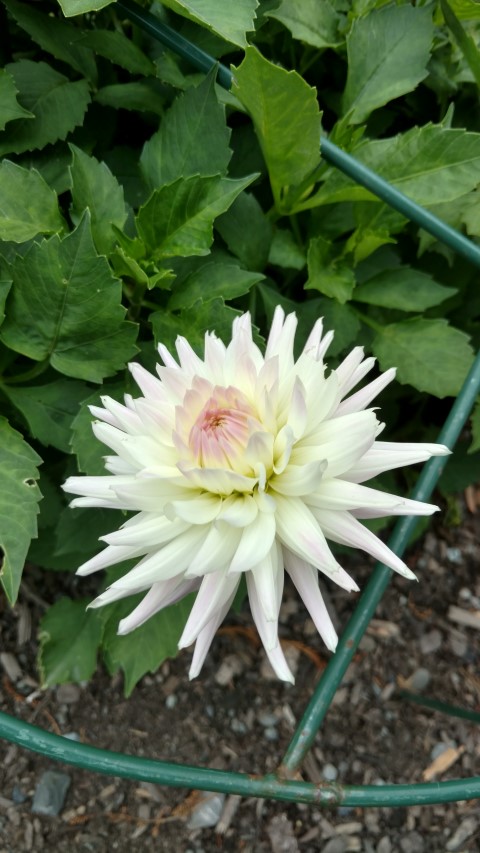 Dahlia hybrid plantplacesimage20161214_140349.jpg