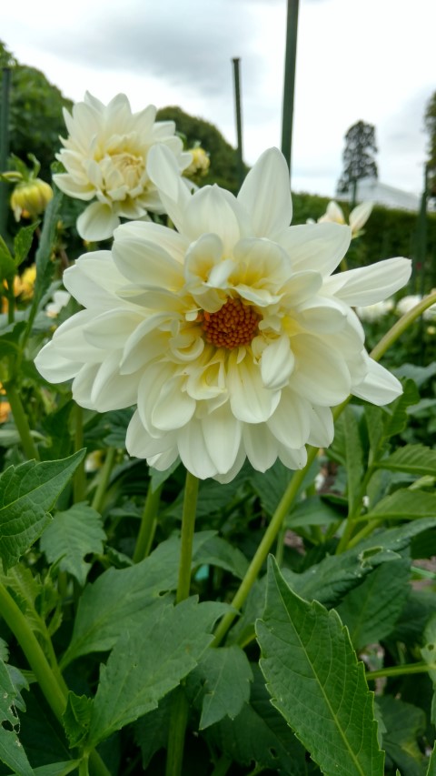 Dahlia hybrid plantplacesimage20161214_140714.jpg