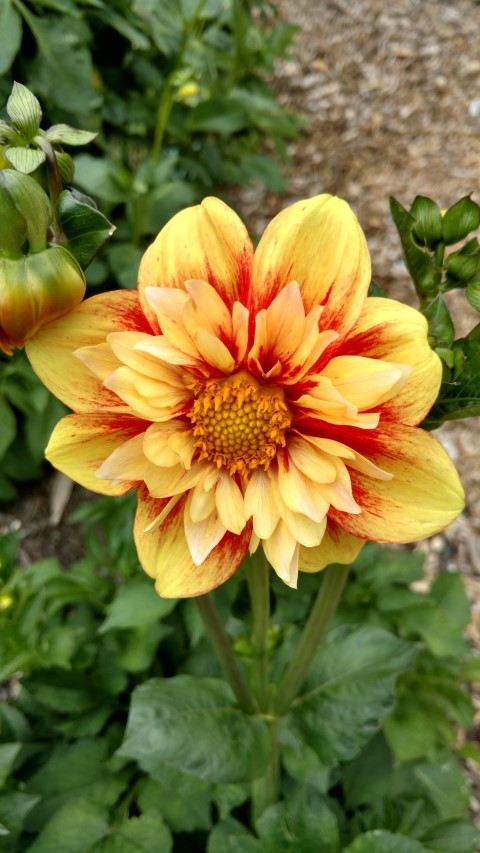 Dahlia hybrid plantplacesimage20161214_140757.jpg