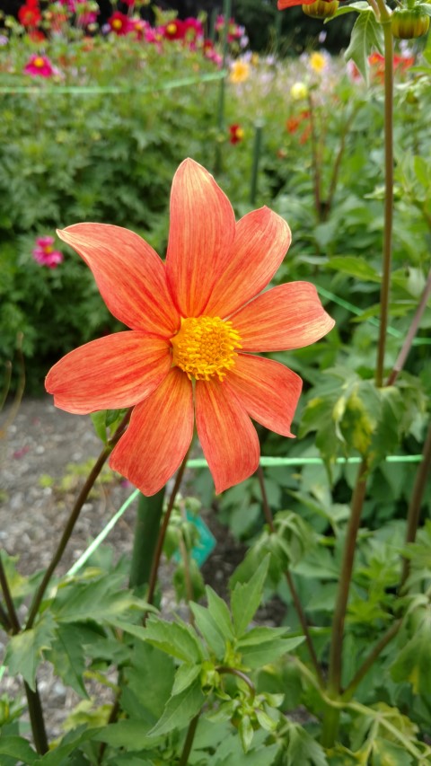 Dahlia hybrid plantplacesimage20161214_140858.jpg