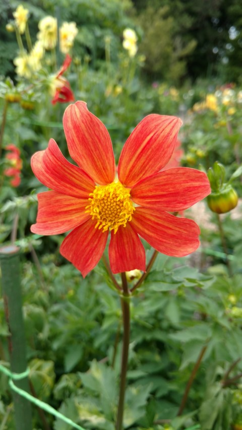 Dahlia hybrid plantplacesimage20161214_140915.jpg