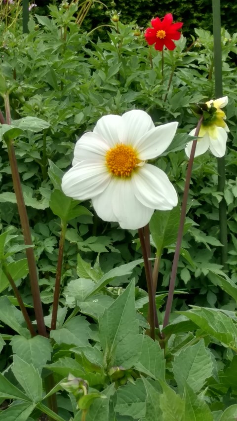 Dahlia hybrid plantplacesimage20161214_141006.jpg