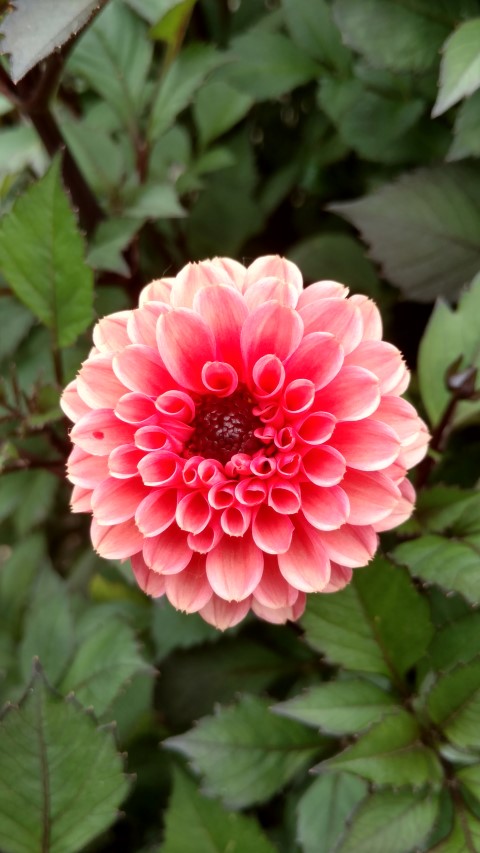 Dahlia hybrid plantplacesimage20161214_141122.jpg