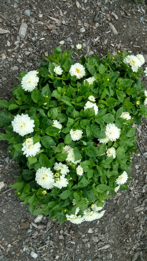 Dahlia hybrid plantplacesimage20161214_141327.jpg