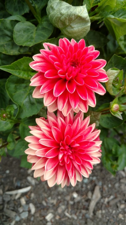 Dahlia hybrid plantplacesimage20161214_141452.jpg