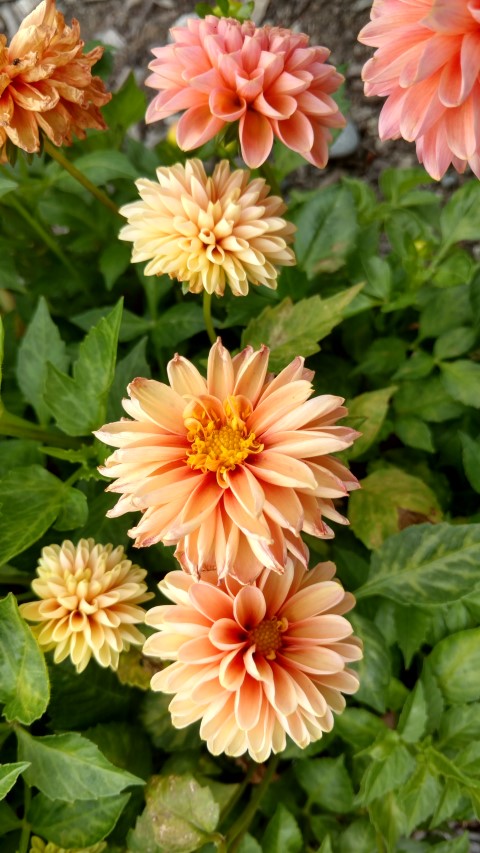 Dahlia hybrid plantplacesimage20161214_141538.jpg