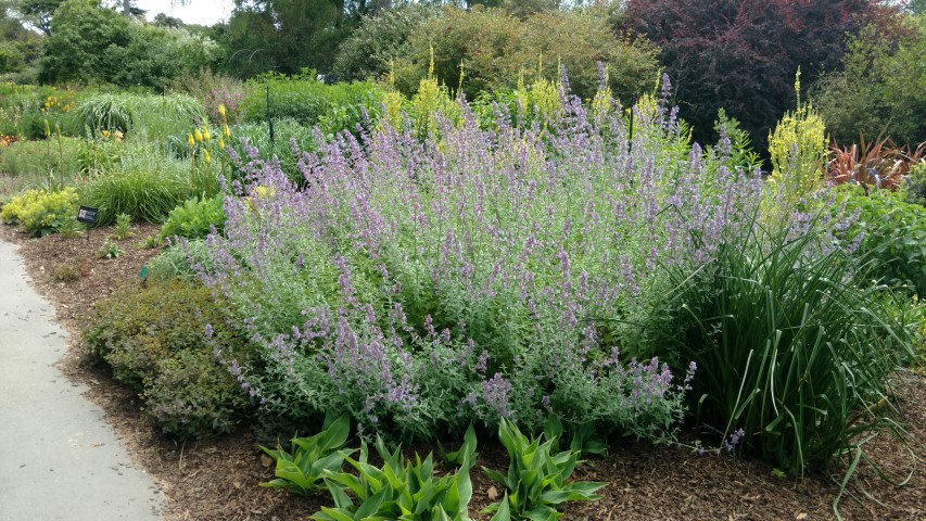 Lavandula angustifolia plantplacesimage20161214_144535.jpg