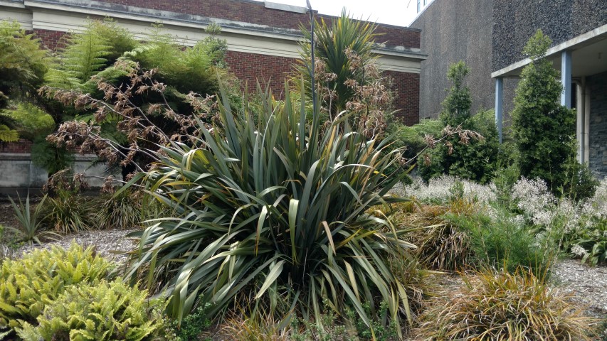 libertia grandiflora plantplacesimage20161214_144852.jpg