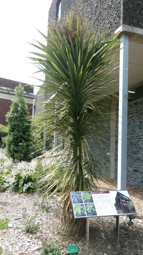 libertia peregrinans plantplacesimage20161214_144926.jpg