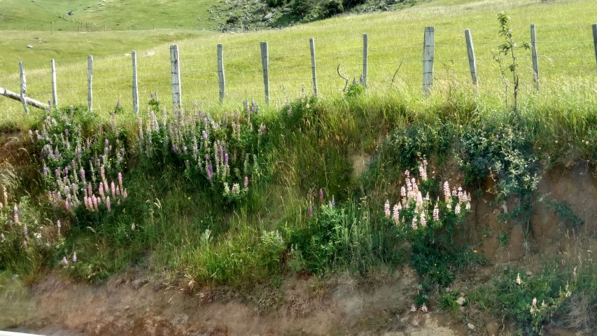 Digitalis lutea plantplacesimage20161214_161045.jpg