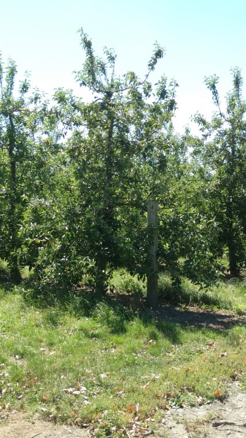 Malus sp. plantplacesimage20161216_105457.jpg