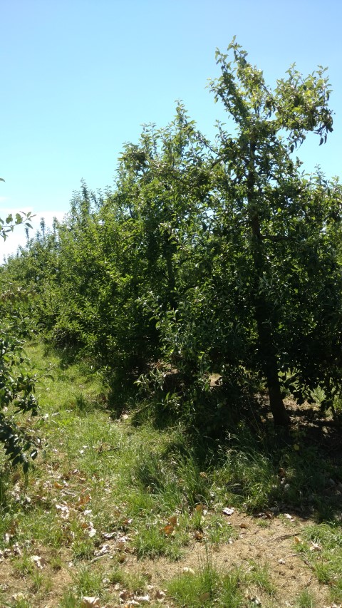 Malus sp. plantplacesimage20161216_105507.jpg