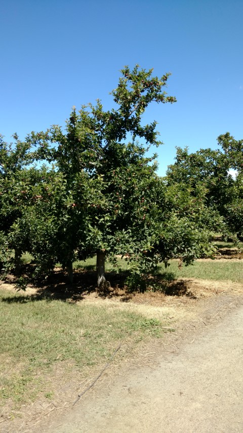 Malus sp. plantplacesimage20161216_110511.jpg