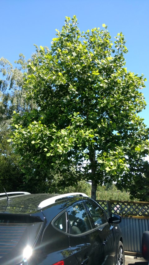 Liriodendron tulipifera plantplacesimage20161216_114829.jpg