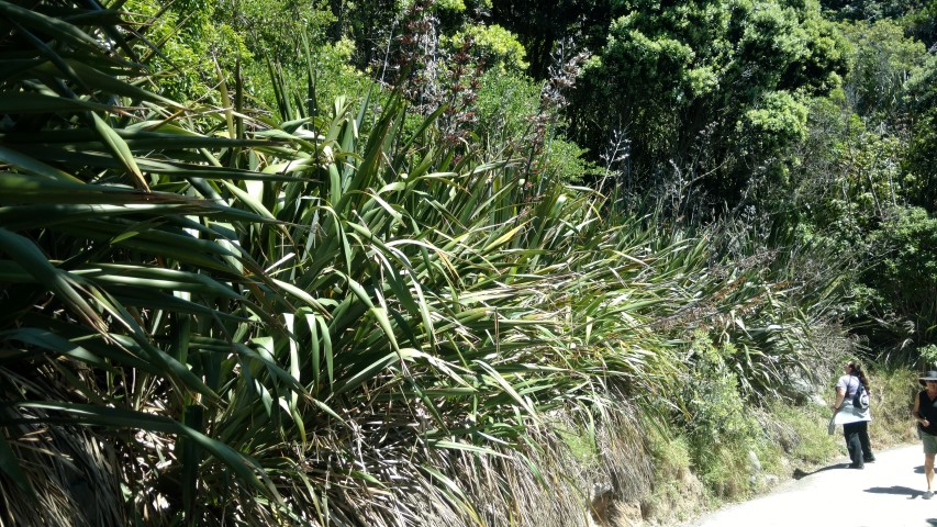 libertia grandiflora plantplacesimage20161217_145450.jpg