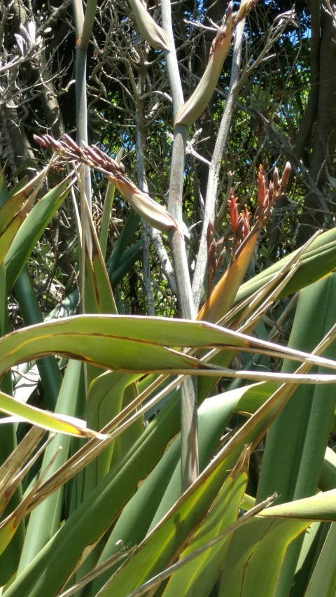 libertia grandiflora plantplacesimage20161217_145510.jpg