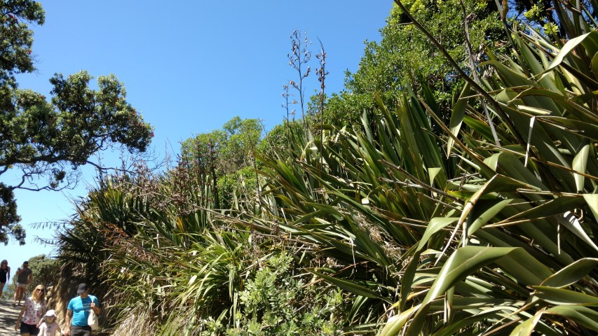 libertia grandiflora plantplacesimage20161217_145523.jpg