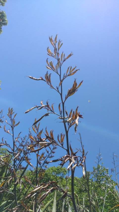 libertia grandiflora plantplacesimage20161217_145535.jpg