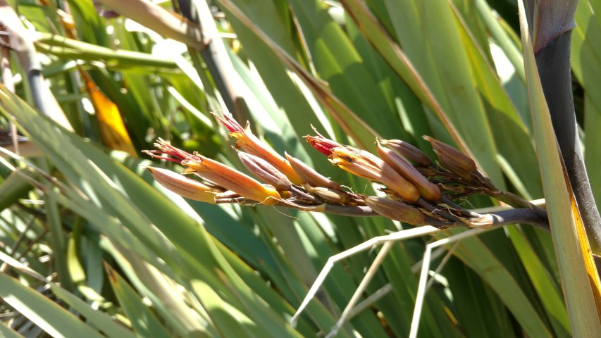 libertia grandiflora plantplacesimage20161217_145843.jpg