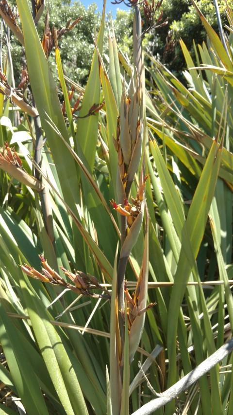 libertia grandiflora plantplacesimage20161217_145855.jpg